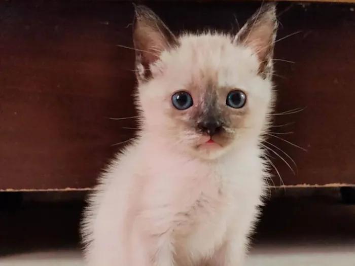Gato ra a SRD-ViraLata idade Abaixo de 2 meses nome Sem nome 