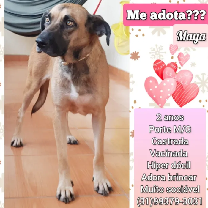 Cachorro raça SRD-ViraLata idade 2 anos nome Maya