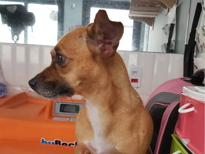 Cachorro ra a Pincher srd idade 6 ou mais anos nome Encontrada