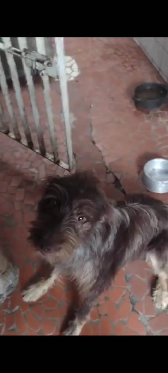Cachorro ra a  idade 1 ano nome Léo