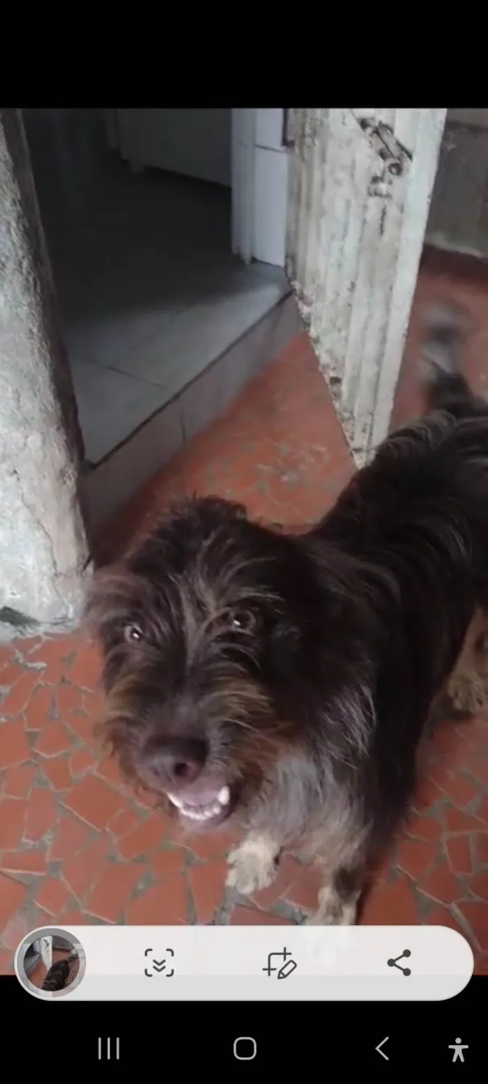 Cachorro ra a  idade 1 ano nome Léo