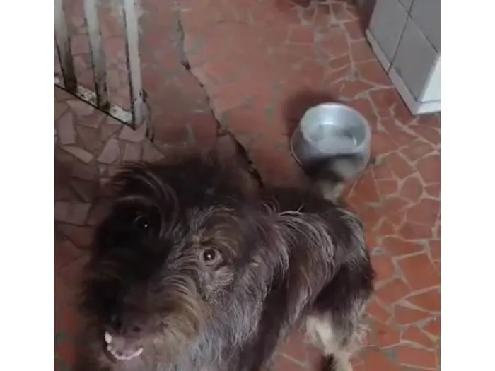 Cachorro ra a  idade 1 ano nome Léo