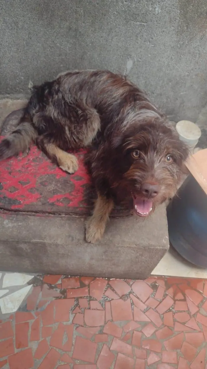 Cachorro ra a  idade 1 ano nome Léo