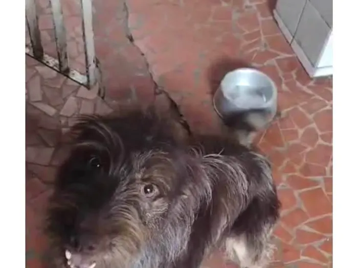 Cachorro ra a  idade 1 ano nome Léo