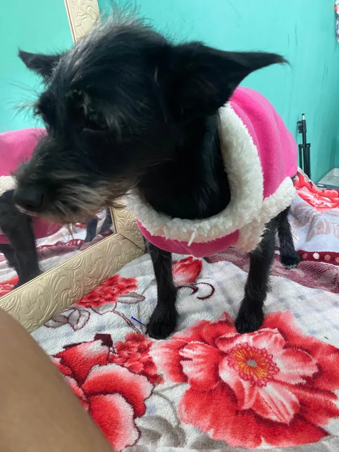 Cachorro ra a Não é de raça idade 1 ano nome Akira 