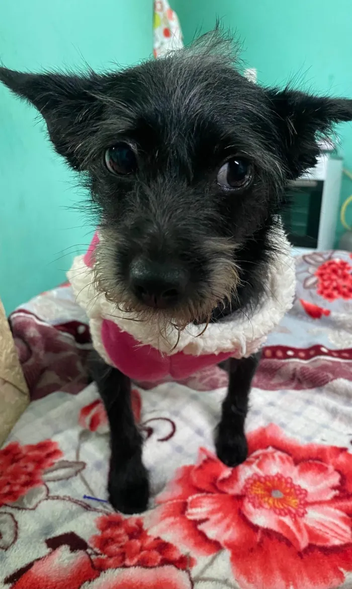 Cachorro ra a Não é de raça idade 1 ano nome Akira 