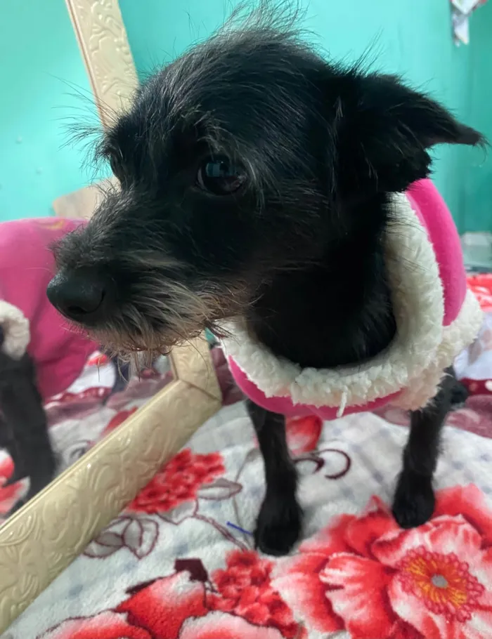 Cachorro ra a Não é de raça idade 1 ano nome Akira 
