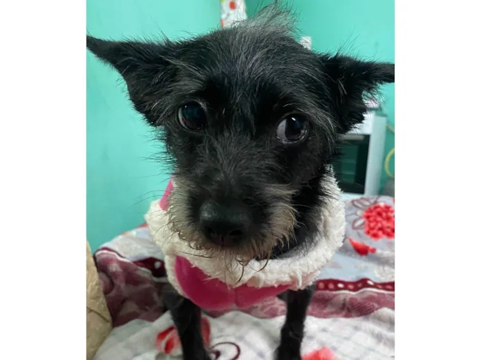 Cachorro ra a Não é de raça idade 1 ano nome Akira 