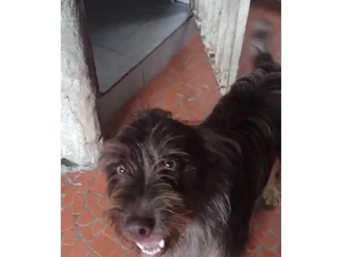 Cachorro ra a  idade 1 ano nome Léo