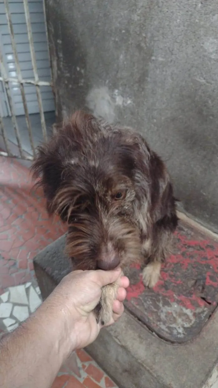 Cachorro ra a  idade 1 ano nome Léo