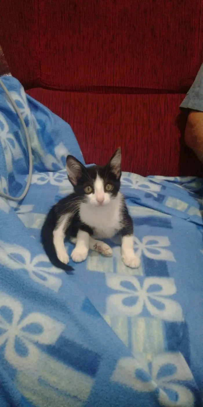 Gato ra a  idade 2 a 6 meses nome Amora