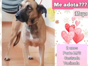 Cachorro raça SRD-ViraLata idade 2 anos nome Maya