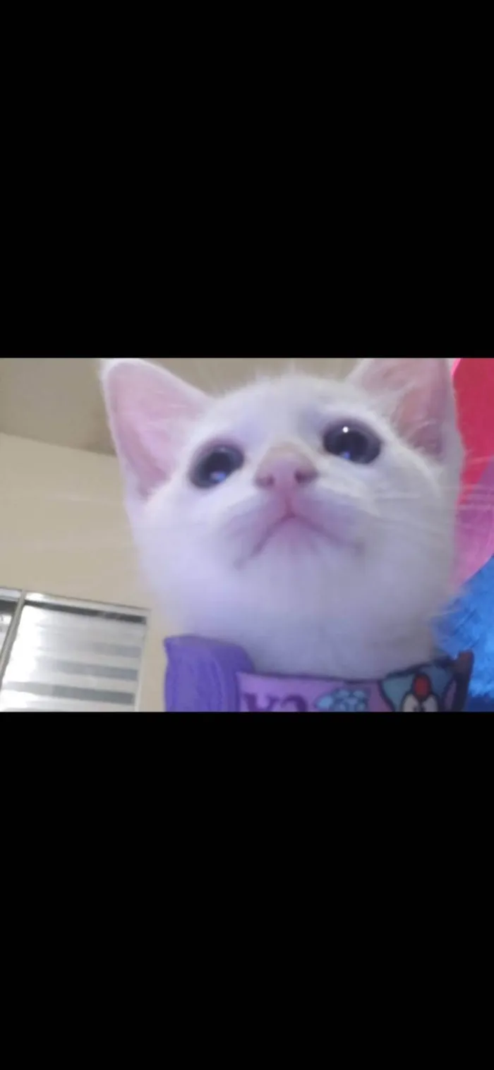 Gato raça SRD-ViraLata idade 2 a 6 meses nome Algodão doce, apelido(Docinho)