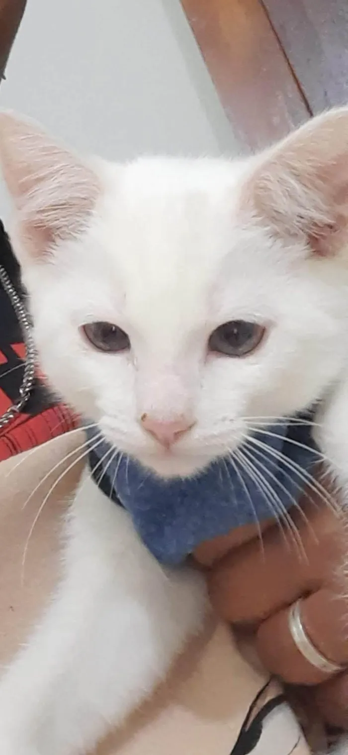 Gato raça SRD-ViraLata idade 2 a 6 meses nome Algodão doce, apelido(Docinho)