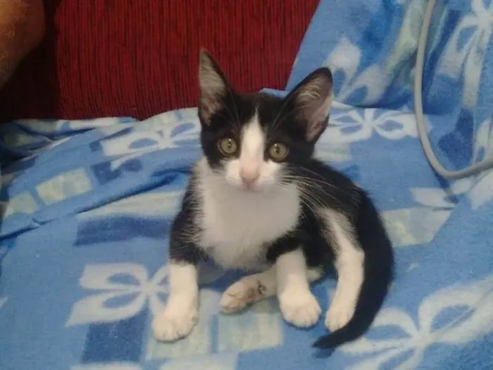 Gato ra a  idade 2 a 6 meses nome Amora