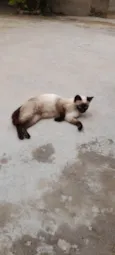 Foquinha