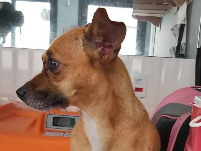 Cachorro ra a Pincher srd idade 6 ou mais anos nome Encontrada