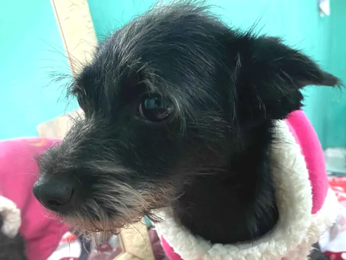 Cachorro ra a Não é de raça idade 1 ano nome Akira 