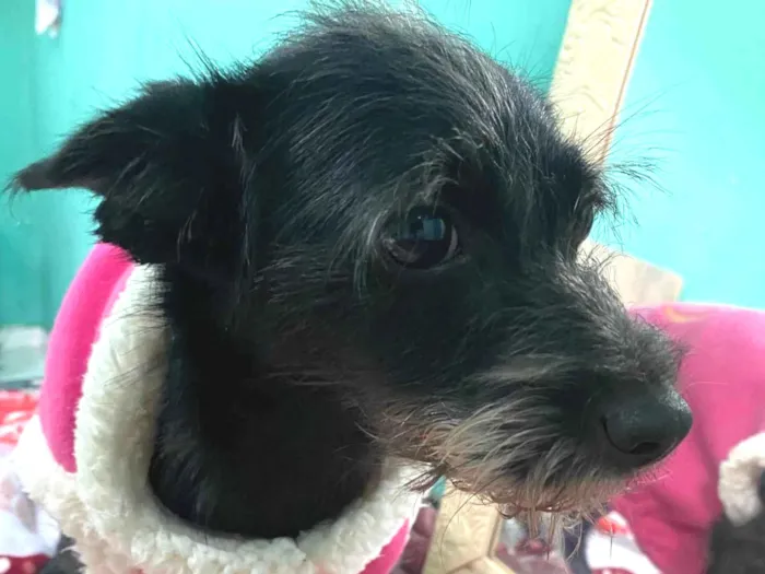 Cachorro ra a Não é de raça idade 1 ano nome Akira 