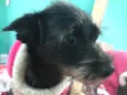 Akira