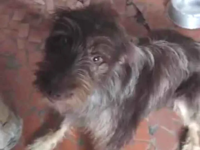 Cachorro ra a  idade 1 ano nome Léo