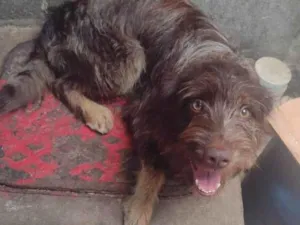 Cachorro raça  idade 1 ano nome Léo
