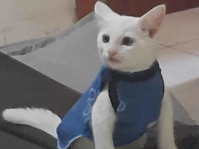 Gato raça SRD-ViraLata idade 2 a 6 meses nome Algodão doce, apelido(Docinho)