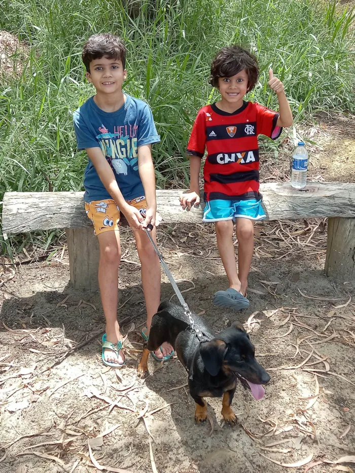 Cachorro ra a Basset-  idade 7 a 11 meses nome OZZY