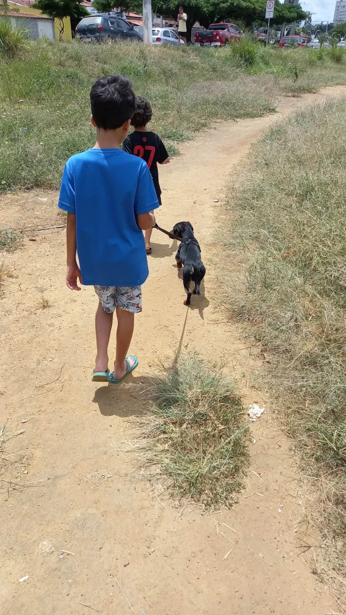 Cachorro ra a Basset-  idade 7 a 11 meses nome OZZY