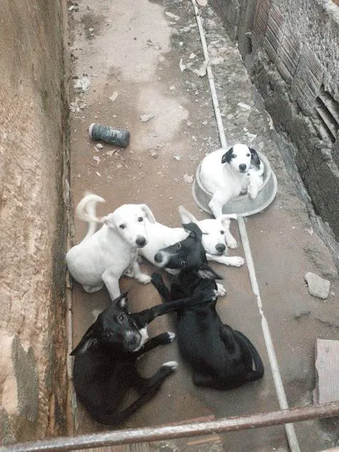 Cachorro ra a  idade Abaixo de 2 meses nome Não tem nomes