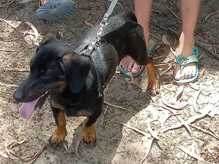 Cachorro ra a Basset-  idade 7 a 11 meses nome OZZY