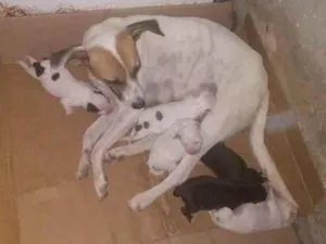 Cachorro raça  idade Abaixo de 2 meses nome Não tem nomes