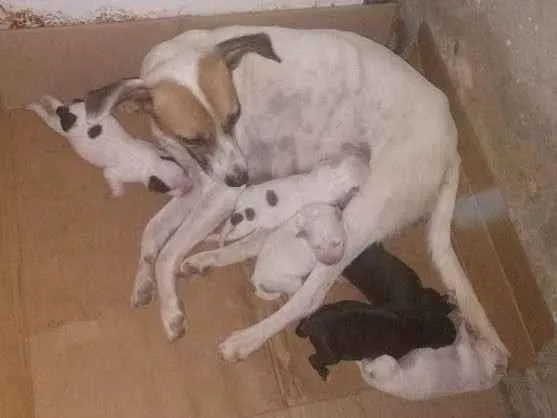 Cachorro ra a  idade Abaixo de 2 meses nome Não tem nomes