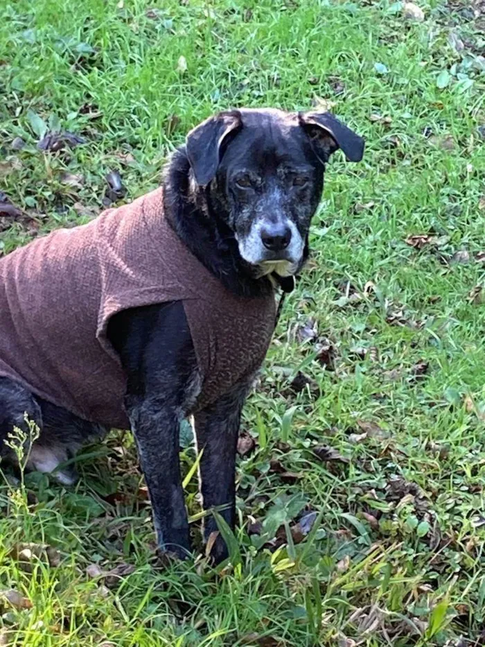 Cachorro ra a SRD-ViraLata idade 6 ou mais anos nome Zeca