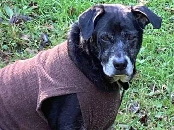 Cachorro ra a SRD-ViraLata idade 6 ou mais anos nome Zeca