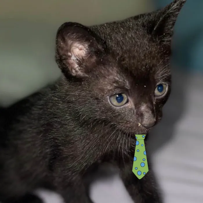 Gato ra a Mestico  idade Abaixo de 2 meses nome Nino 