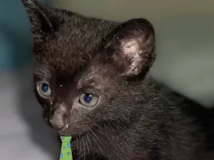 Gato raça Mestico  idade Abaixo de 2 meses nome Nino 