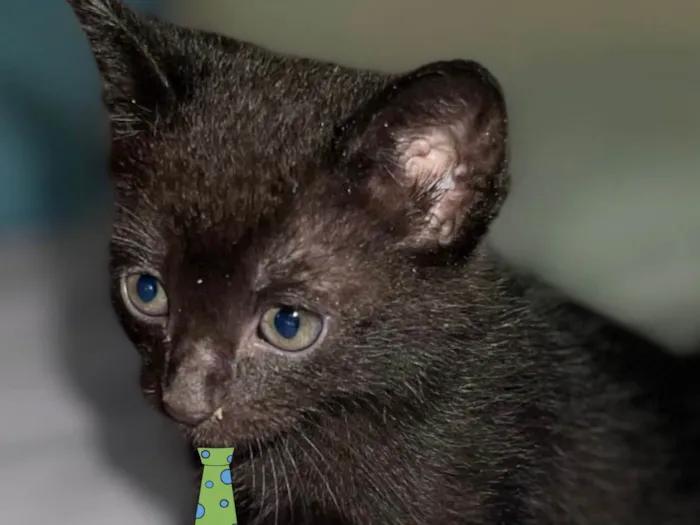 Gato ra a Mestico  idade Abaixo de 2 meses nome Nino 