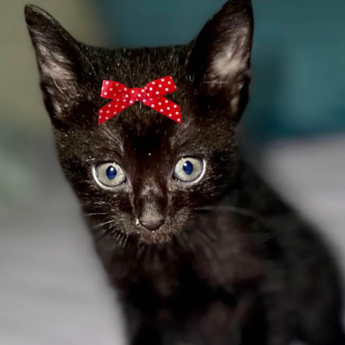 Gato ra a Mestica  idade Abaixo de 2 meses nome Bia 