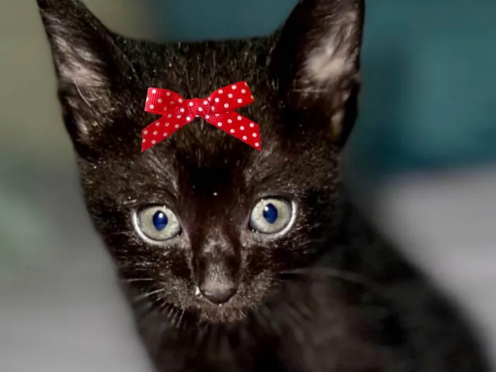 Gato ra a Mestica  idade Abaixo de 2 meses nome Bia 