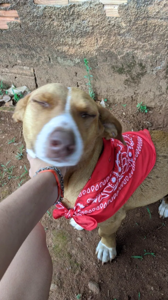 Cachorro ra a SRD-ViraLata idade  nome Amora