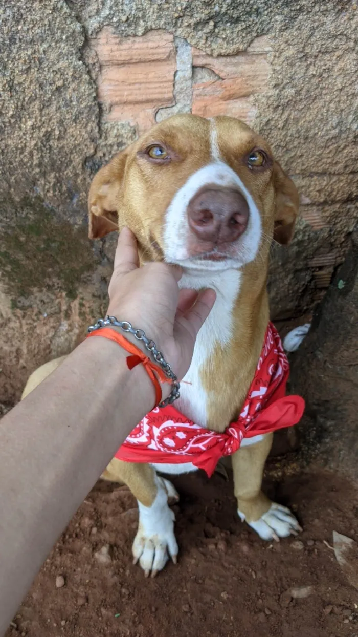 Cachorro ra a SRD-ViraLata idade  nome Amora