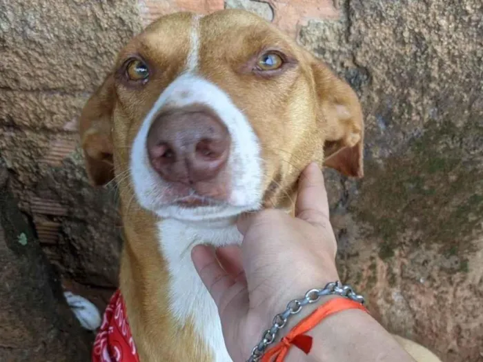 Cachorro ra a SRD-ViraLata idade  nome Amora