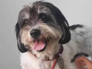 Cachorro raça Srd idade 1 ano nome Max