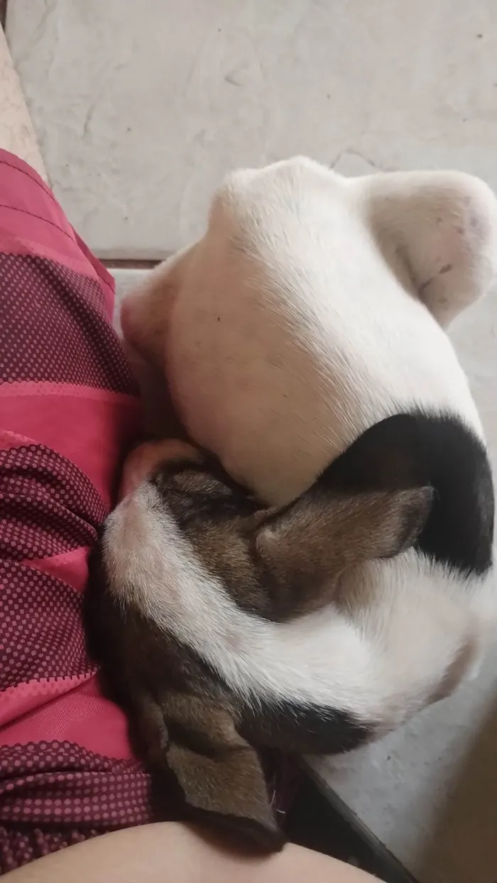 Cachorro ra a  idade  nome Ainda não tem nome 