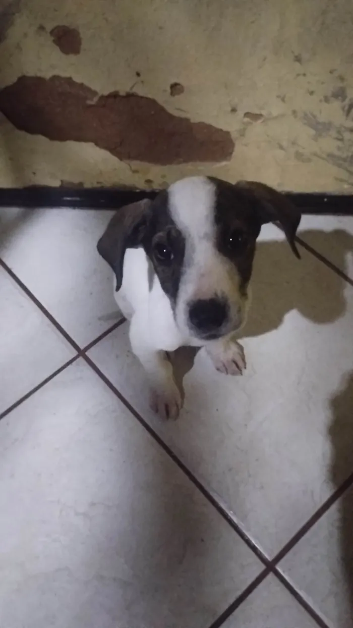 Cachorro ra a  idade  nome Ainda não tem nome 