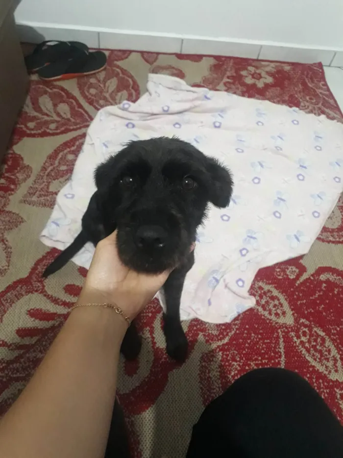 Cachorro ra a SRD-ViraLata idade 1 ano nome Amora