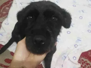 Cachorro raça SRD-ViraLata idade 1 ano nome Amora