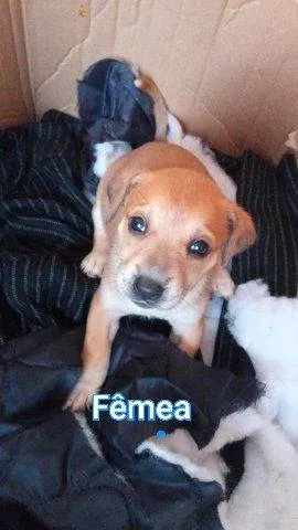 Cachorro ra a SRD-ViraLata idade Abaixo de 2 meses nome Sem nome 