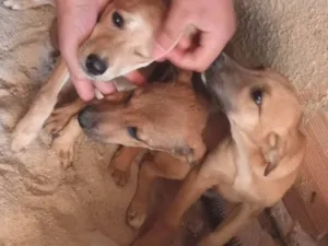 Cachorro raça Indefinida  idade 2 a 6 meses nome Não tem nome